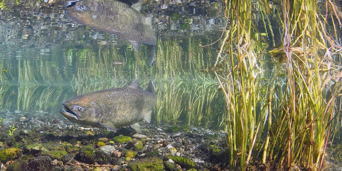 A Chinook salmon, one the Nass river wild salmon species, pictured in McAllister Springs. (Photo: Roger Tabor)