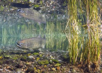 A Chinook salmon, one the Nass river wild salmon species, pictured in McAllister Springs. (Photo: Roger Tabor)