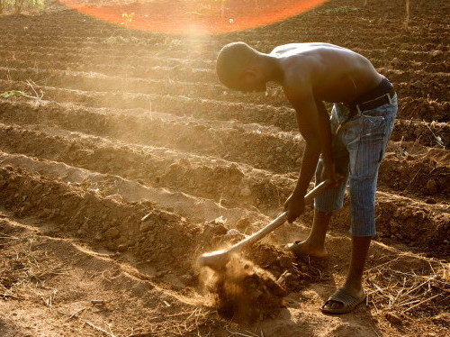 Farmer in Malawi by Stephen Morrison, AusAID/Wikipedia