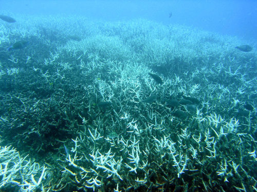 Acropora/Wikimedia Commons