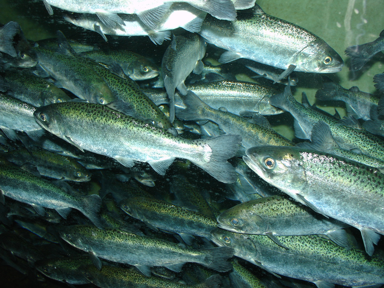 https://ca.wikipedia.org/wiki/Oncorhynchus_tshawytscha