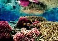 Fourth Mass Coral Bleaching Prompts Emergency Debate at COP16 Biodiversity Summit