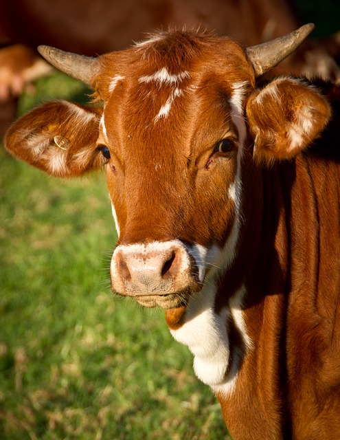https://pixabay.com/en/cow-calf-cattle-stock-brown-white-425164/