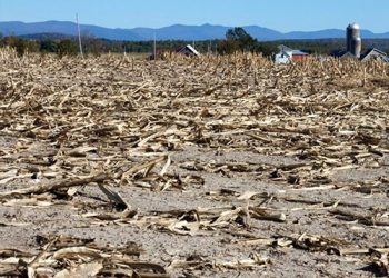 drought crops
