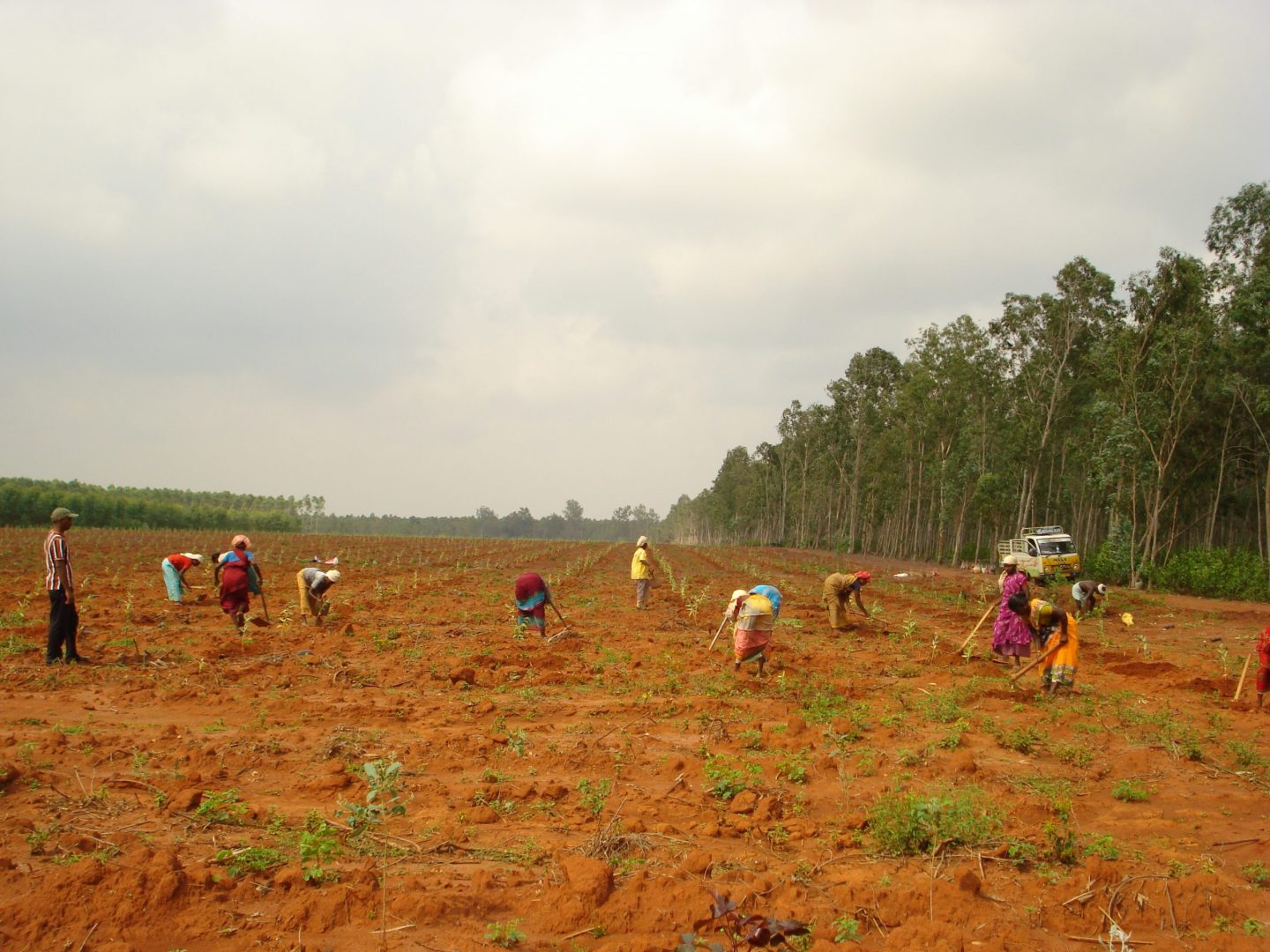 https://en.wikipedia.org/wiki/Tree_planting