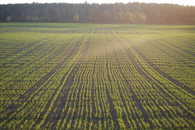 https://pixabay.com/en/field-corn-hay-view-village-280856/
