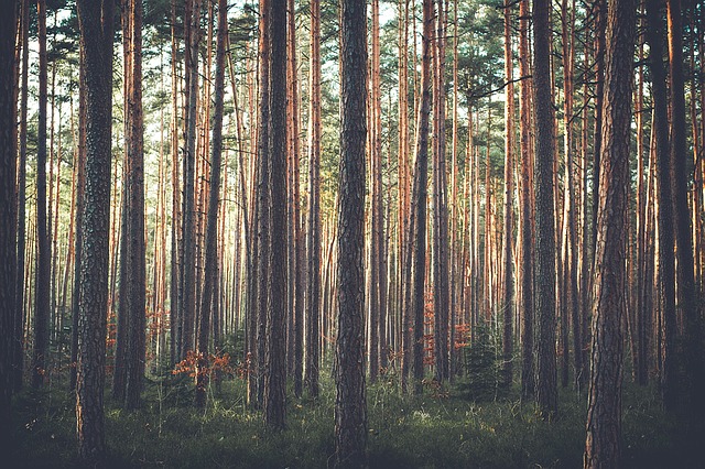 Unsplash / Pixabay