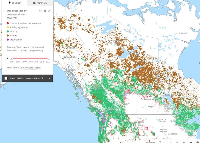 Global Forest Watch via North Arrow