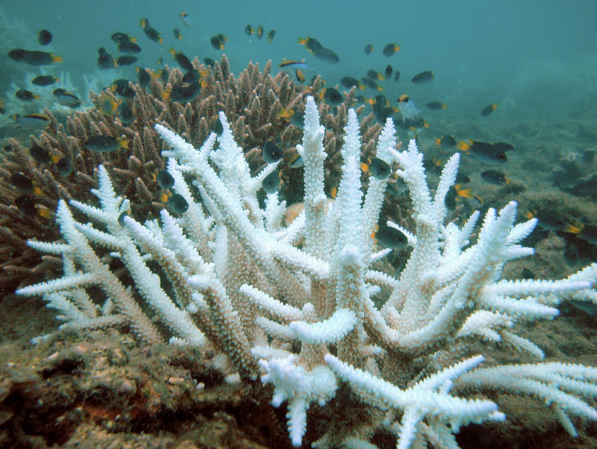 https://en.wikipedia.org/wiki/Coral_bleaching