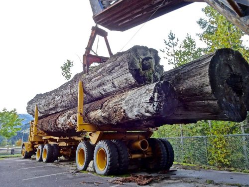 Canadians Back Stronger Forest Protections as Wealthy Nations Face Scrutiny