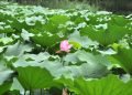 Scientists Generate Electricity from Lotus Leaves