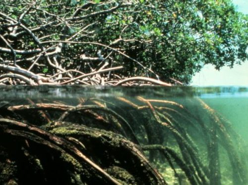 Bahamas to Offer ‘Blue Carbon’ Credits for Ecosystem Protection