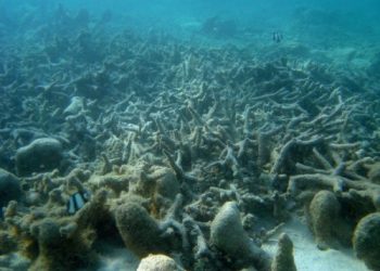 David Burdick/NOAA