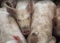 North Carolina Citizen Groups Decry Bad Bet on Bioenergy