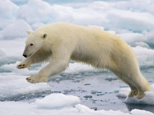 https://commons.wikimedia.org/wiki/File:Polar_Bear_AdF.jpg