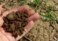 Offsets, Greenwashing Endanger EU Carbon Farming Plan