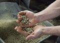 Canada’s Wood Biomass Expansion Raises Environmental Flags