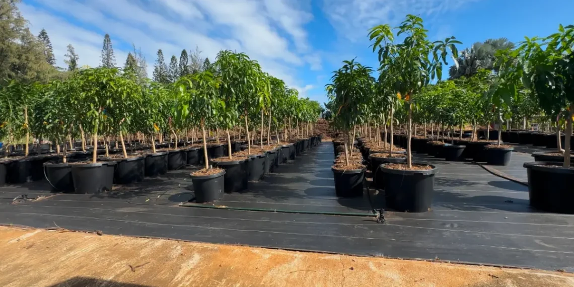 Mango trees await planting in post-fire Lahaina, Hawai‘i.  (Duane Sparkman/Treecovery Hawaii via Grist)