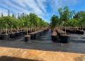 What It Takes To Regrow a Community After Wildfire