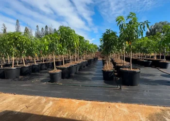 Mango trees await planting in post-fire Lahaina, Hawai‘i.  (Duane Sparkman/Treecovery Hawaii via Grist)